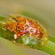 green tortoise beetle